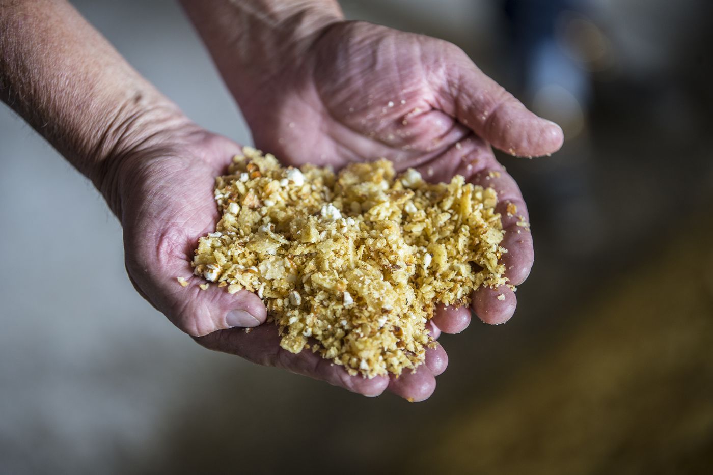 Dennis Byrne, Herr Angus Farms manager, holds the mix of potato chips, corn chips, popcorn, peanuts, and cheese curls that are mashed up and added to the hay. (MICHAEL BRYANT / Staff Photographer)